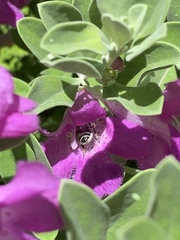 Anthophila