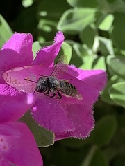 Anthophila