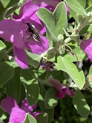 Anthophila
