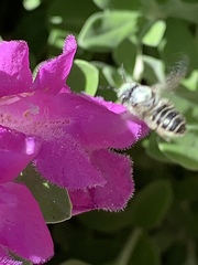Anthophila