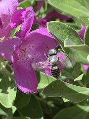 Anthophila