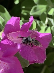 Anthophila
