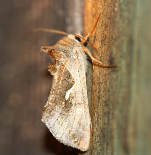 Anagrapha falcifera