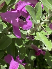 Anthophila