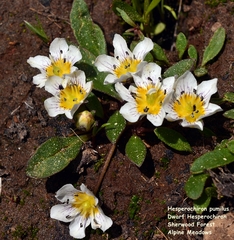 Hesperochiron pumilus