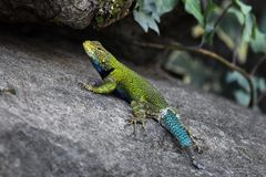 Sceloporus smaragdinus