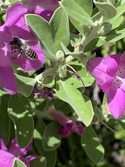 Anthophila