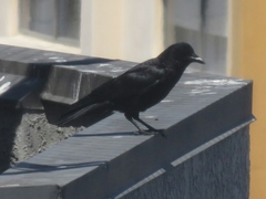 Corvus brachyrhynchos