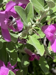 Anthophila