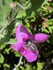 Anthophila