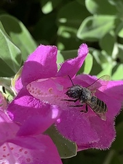 Anthophila