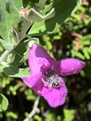 Anthophila