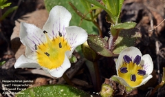 Hesperochiron pumilus