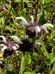 Monarda clinopodioides