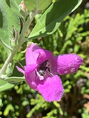 Anthophila