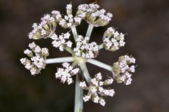 Vesper bulbosus