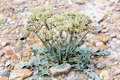 Vesper bulbosus