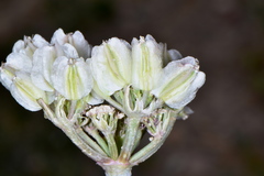 Vesper bulbosus