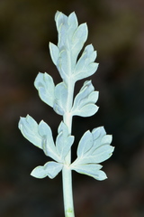 Vesper bulbosus