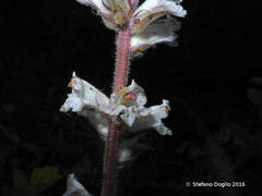Orobanche crenata