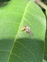 Diptera