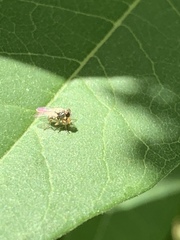 Diptera