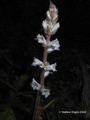Orobanche crenata