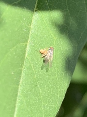 Diptera