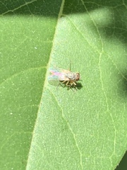Diptera