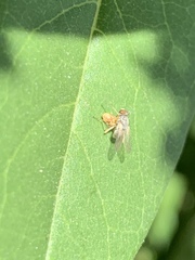 Diptera
