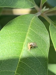 Diptera