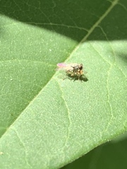 Diptera