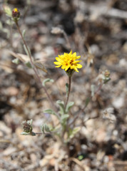 Lessingia tenuis