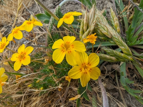 coast yellow leptosiphon (Leptosiphon croceus)