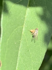 Diptera
