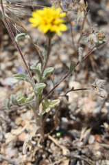 Lessingia tenuis