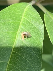 Diptera