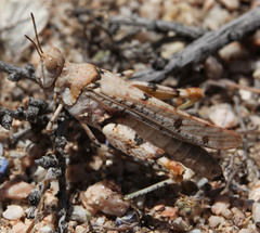 Cibolacris parviceps