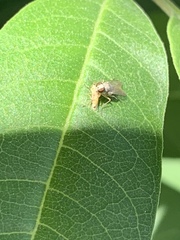 Diptera