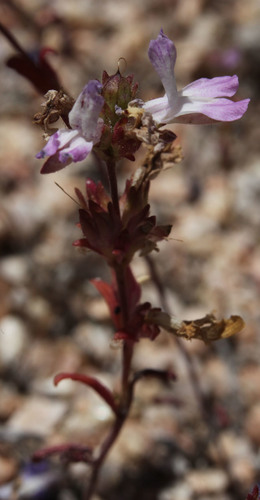 Collinsia bartsiifolia var. davidsonii