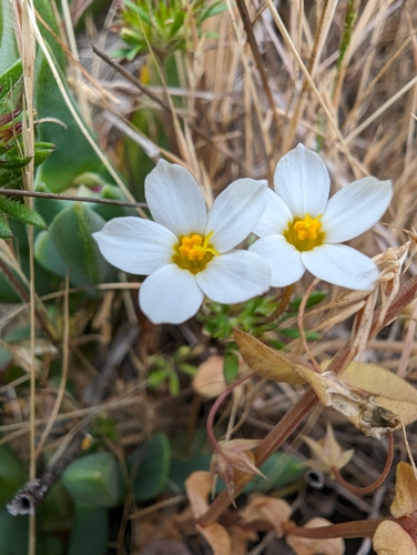 rose leptosiphon (Leptosiphon rosaceus)
