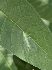 Chrysopini