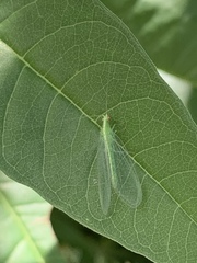 Chrysopini