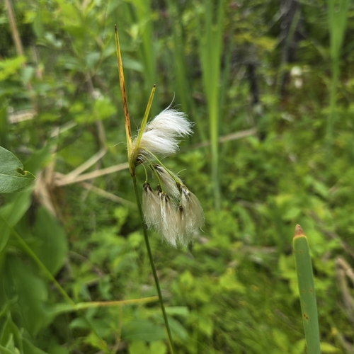 Thinleaf cottonsedge (Eriophorum viridicarinatum)