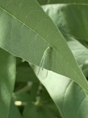 Chrysopini