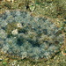 Dendrodoris tuberculosa - Photo (c) ilan lubitz, algunos derechos reservados (CC BY-NC)