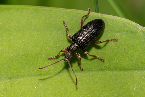 Shoemaker's Reed Beetle photo 3