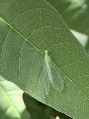 Chrysopini
