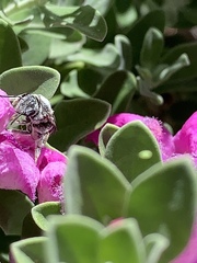 Anthophila