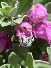 Anthophila